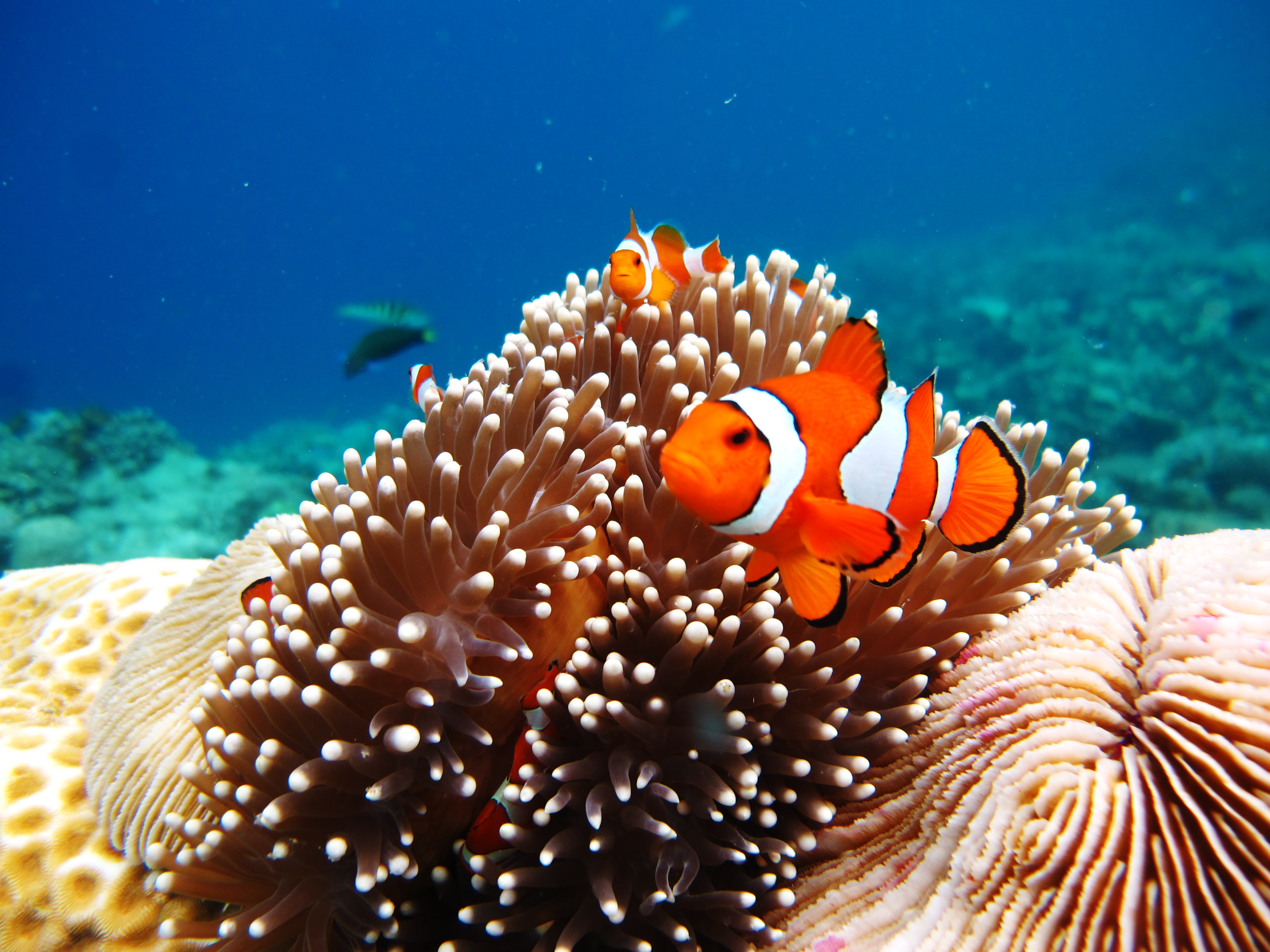 Tamu Karimunjawa Explore